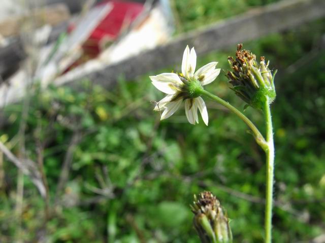 Bidens pilosa